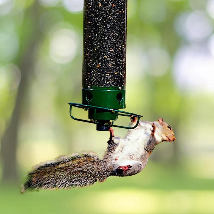 Bird Feeder with Squirrel Deterrent Design for Wild Birds